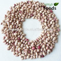 Price For Sugar Beans /Pinto Beans